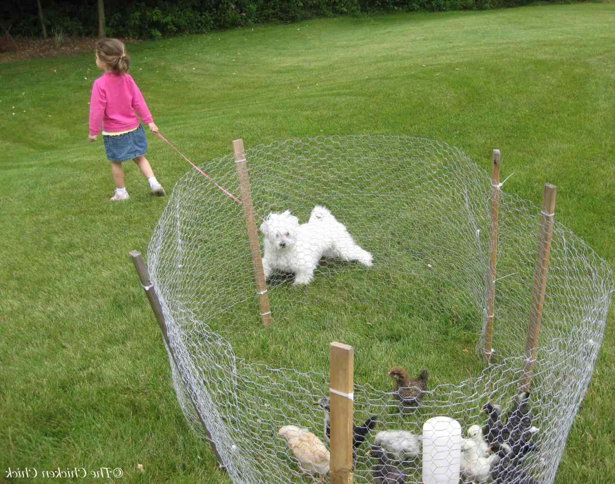 Temporary Dog Fence Ideas With 5 Type Easy Dog Fence | Roy ...
