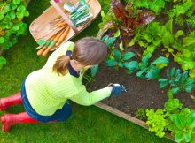 a-girl-plant-vegetables-on-her-vegetable-home-garden-to-get-healthy-and-fresh-vegetables