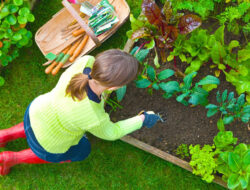 Vegetable Home Garden Plans for Beginner Gardener