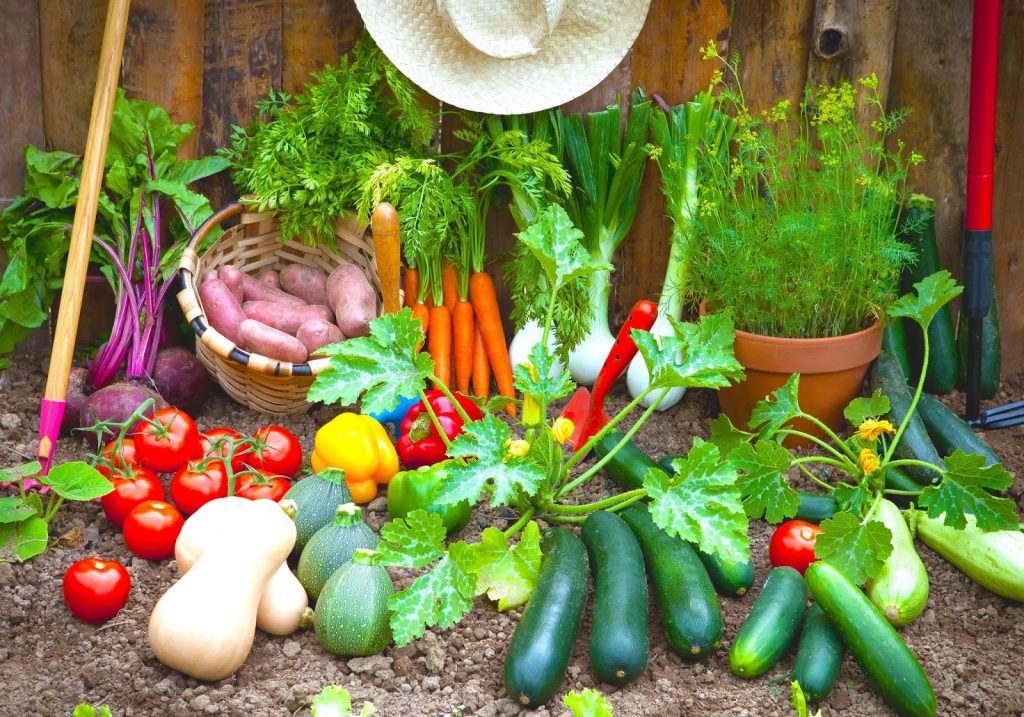 easy-vegetable-garden-plants-in-spring-vegetable-garden