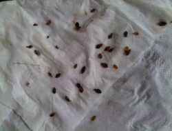 Removing Bed Dust Mites, Sleep Better, Healthy Living | Roy Home Design