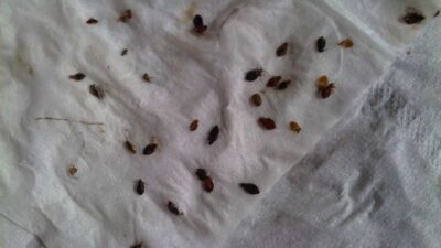 Removing Bed Dust Mites, Sleep Better, Healthy Living | Roy Home Design