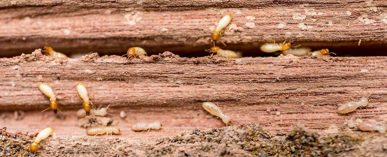 Prevent Termites: Best Way How to Get Rid of Termites in House with Properly