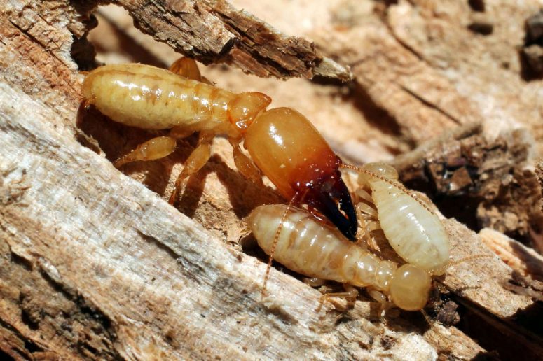 Prevent Termites Best Way How to Get Rid of Termites in