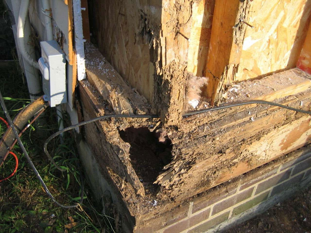 Prevent Termites: Best Way How to Get Rid of Termites in House with Properly