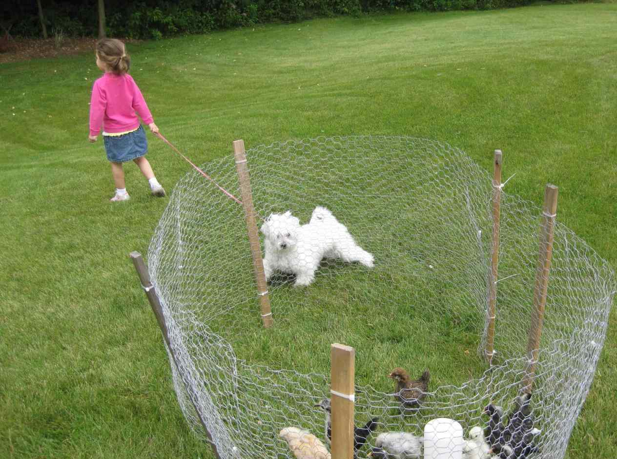 Cheap Fence Ideas For Dogs In DIY Reusable And Portable ...