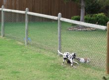 Dog Fences Outdoor Exercise