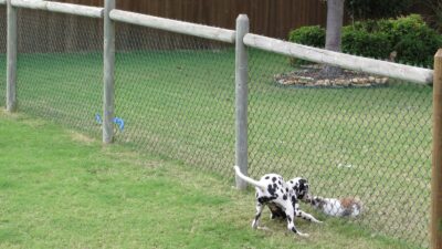 Dog Fences Outdoor Exercise
