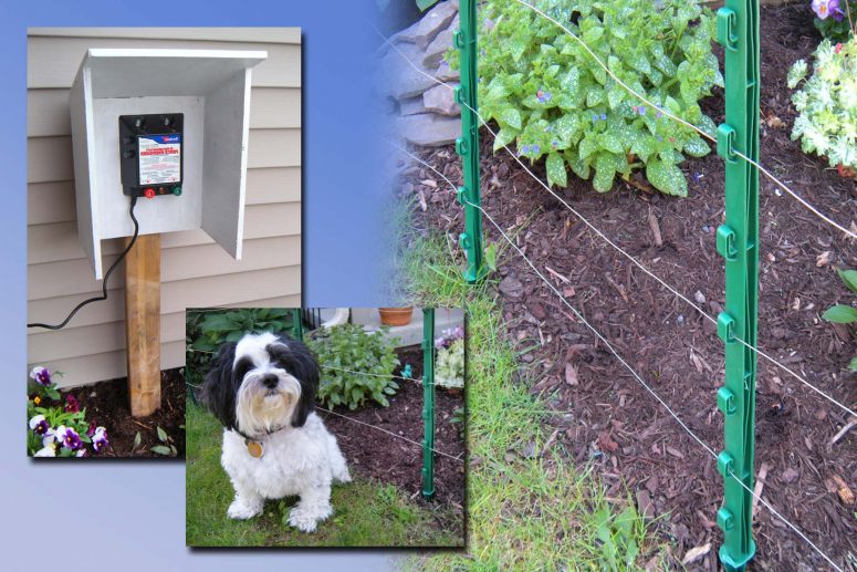 Shock Collar Fence For Dogs Amazon Roy Home Design