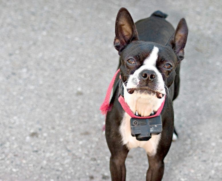 Shock Collar Fence For Dogs With Safe Operation