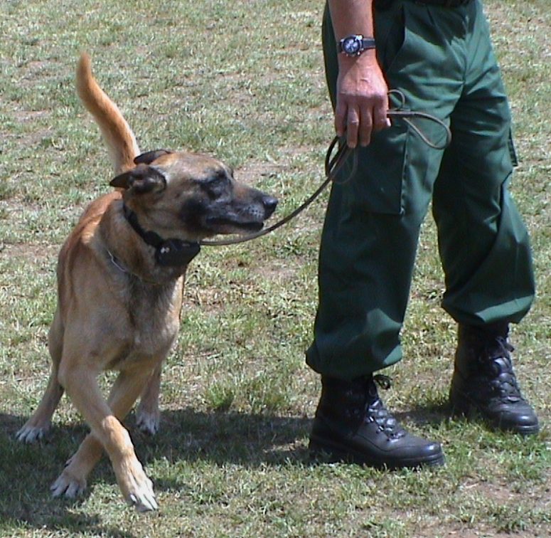 Shock Collar Fence For Dogs With Safe Operation