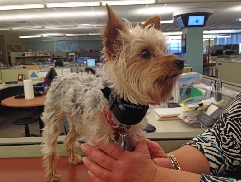 Shock Collar Fence For Dogs With Safe Operation
