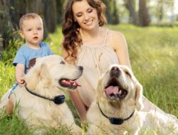 Shock Collar Fence For Dogs with Safe Operation