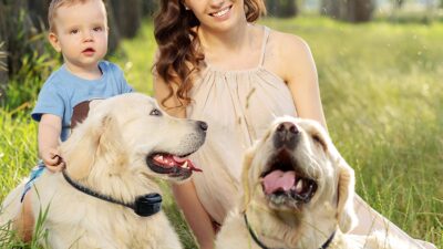 Shock Collar Fence For Dogs with Safe Operation