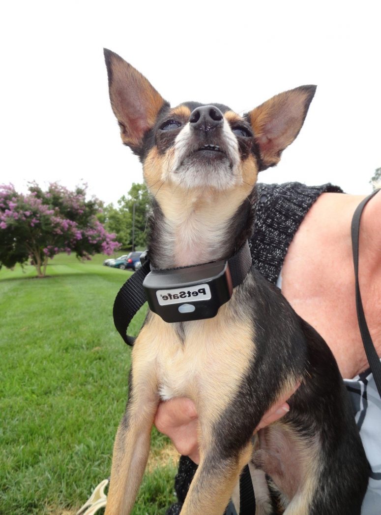 Shock Collar Fence For Dogs With Safe Operation