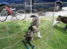 Temporary Dog Fence Ideas Bunnings