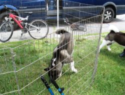 Temporary Dog Fence Ideas with 5 Type Easy Dog Fence
