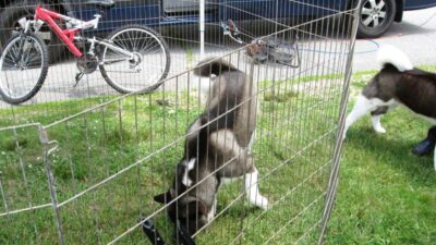 Temporary Dog Fence Ideas Bunnings