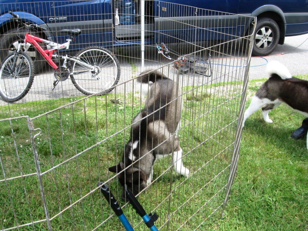 temporary dog fencing bunnings