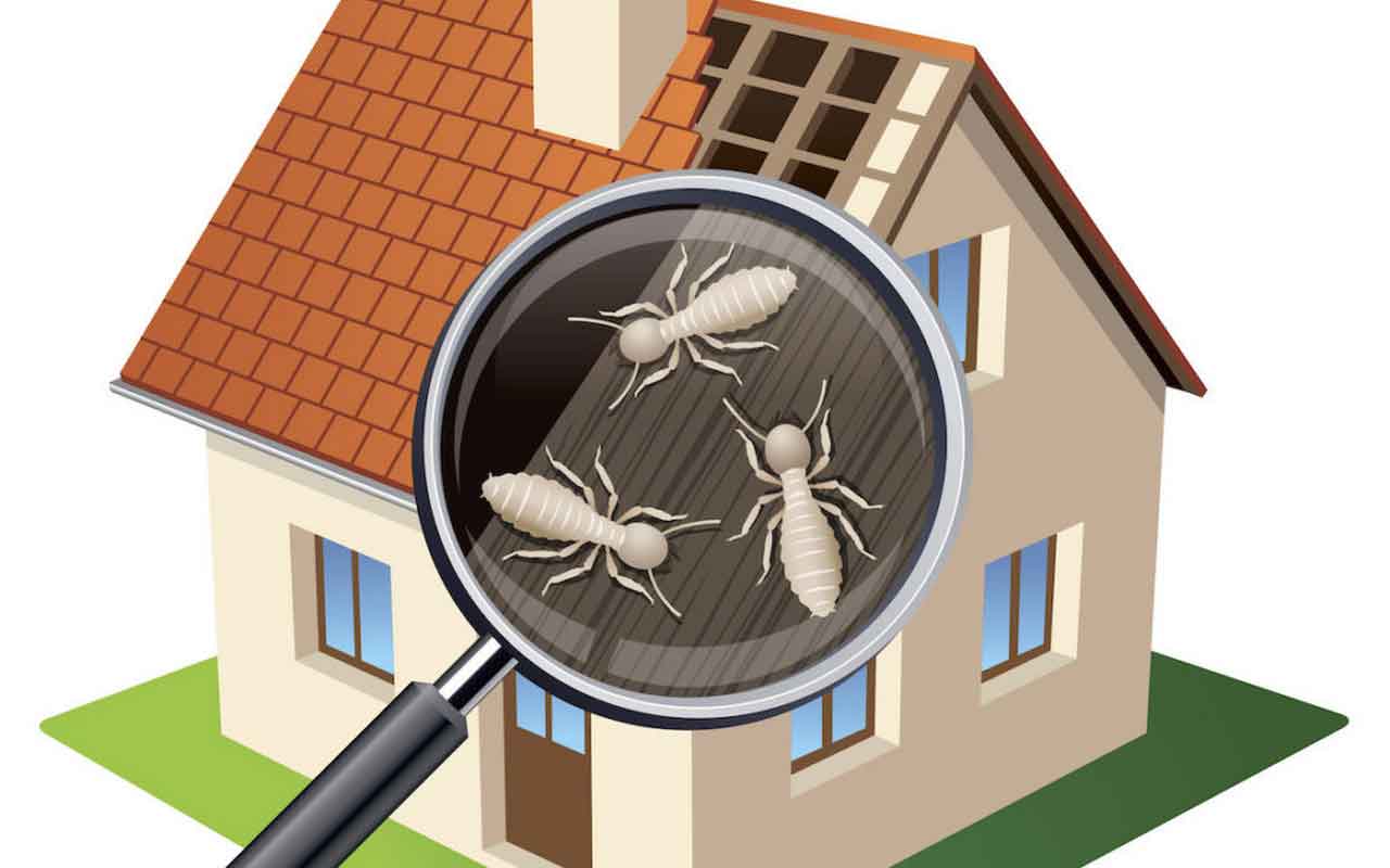 How Much Is A Termite Inspections Cost? A Guideline For Termite Treatment | Roy Home Design