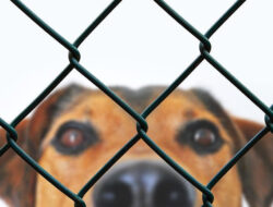 5 Indoor-Outdoor Simple And Cheap Fencing For Dogs | Roy Home Design