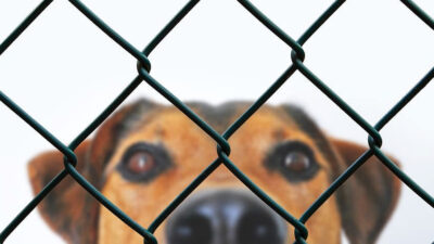 5 Indoor-Outdoor Simple And Cheap Fencing For Dogs | Roy Home Design