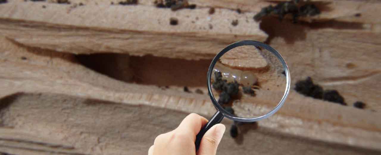 How Much Is A Termite Inspections Cost? A Guideline For Termite Treatment | Roy Home Design