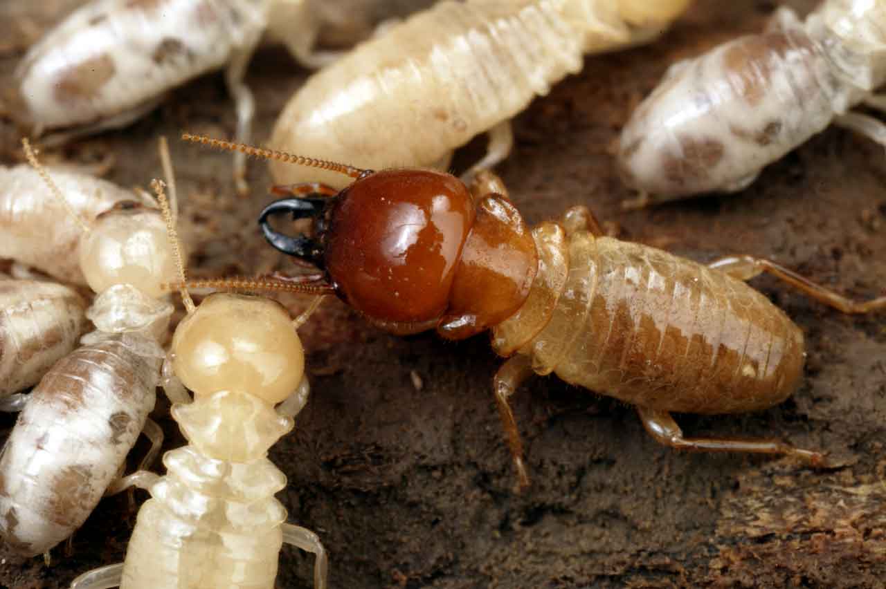 How Much Is A Termite Inspections Cost? A Guideline For Termite Treatment | Roy Home Design