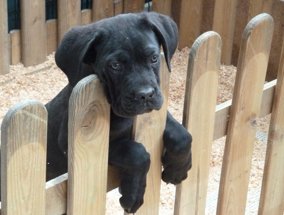 5 Indoor-Outdoor Simple And Cheap Fencing For Dogs | Roy Home Design