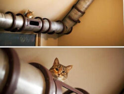 6 Functional And Unique Home Design Or Interior Ideas For Awesome Home | Roy Home Design