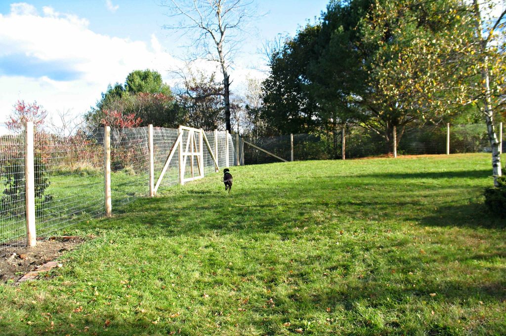 Cheap Easy Dog Fence With 3 Popular Dog Fence Options