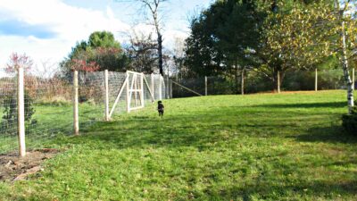Cheap Easy Dog Fence with 3 Popular Dog Fence Options