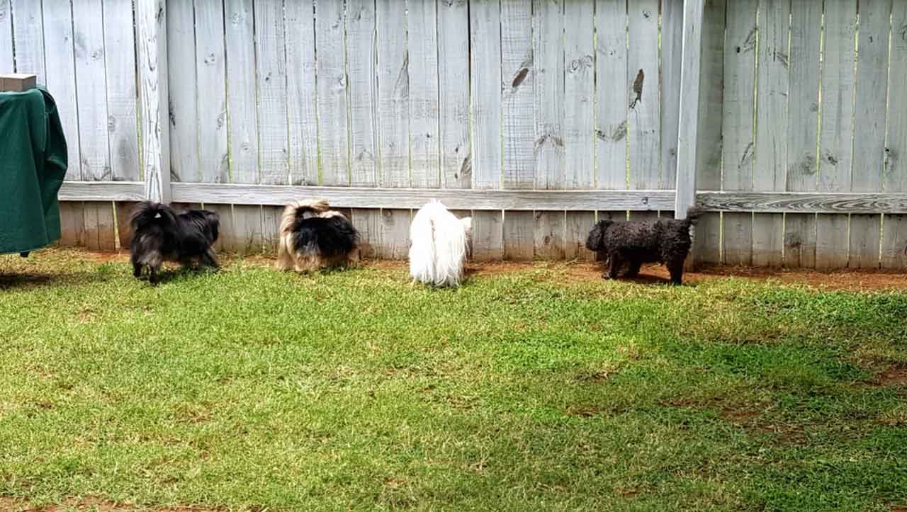 Various Model Of Backyard Fencing Ideas For Dogs to Carefree Your Pet | Roy Home Design