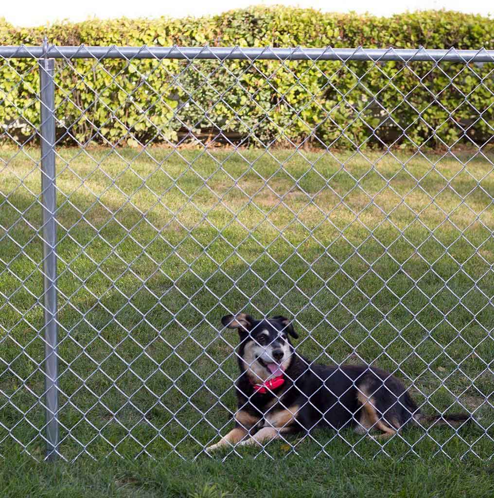 Various Model Of Backyard Fencing Ideas For Dogs to Carefree Your Pet | Roy Home Design