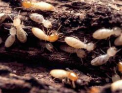 Pest And Mildew Prevention And How To Control It | Roy Home Design