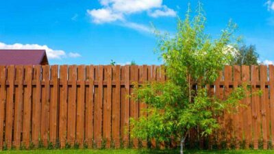 dog eared fence boards