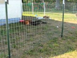 5 Top Recommendations of Temporary Dog Fence Outdoor That Easy To Install