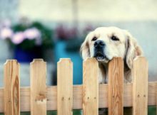 All About Temporary Yard Fence for Dogs You Should Know