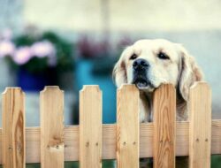 All About Temporary Yard Fence for Dogs You Should Know