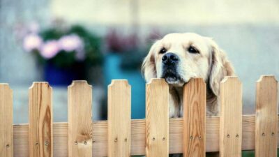 All About Temporary Yard Fence for Dogs You Should Know