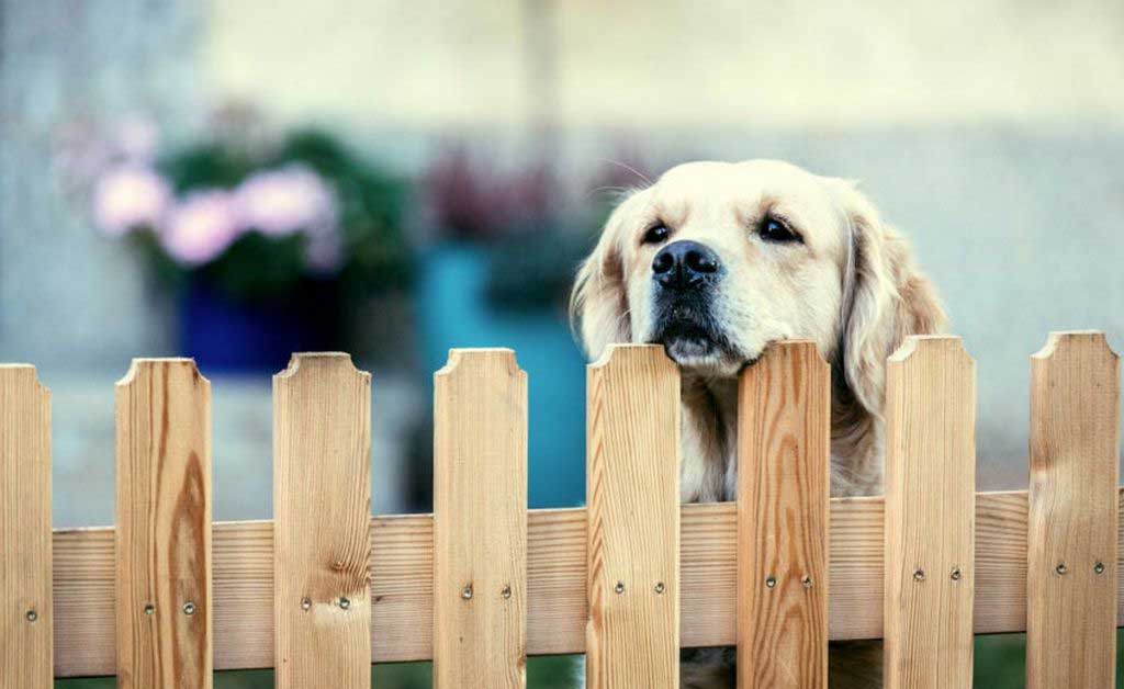 All About Temporary Yard Fence for Dogs You Should Know