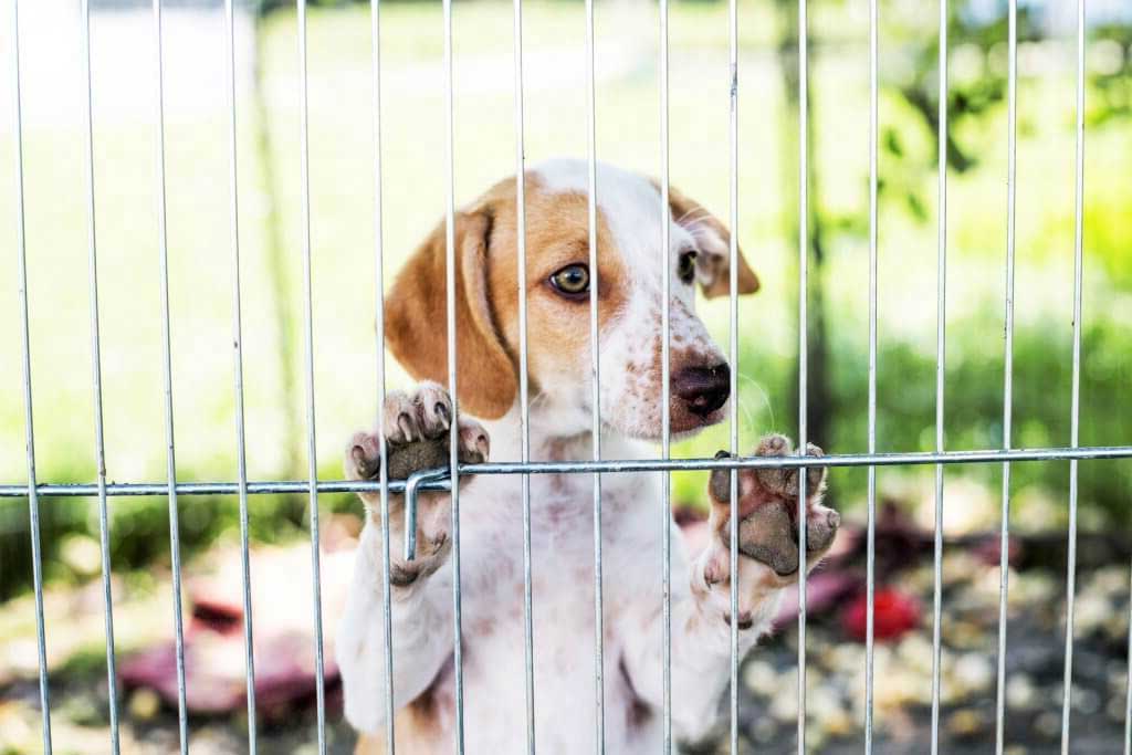 Determining The Most Reliable Dog Fence for Camping